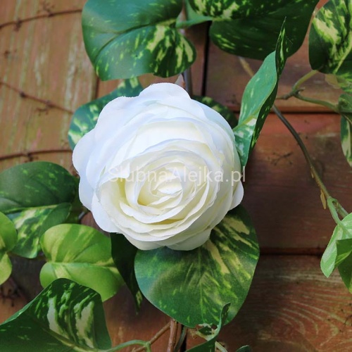 GŁÓWKI RÓŻ BIAŁY.jpg