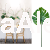 monstera8.jpg