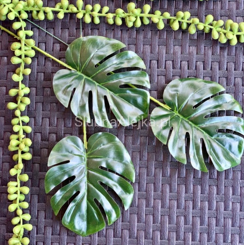 liscie monstera mini.jpg