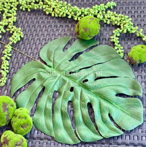 monstera 60cm.jpg
