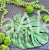 monstera 60cm.jpg