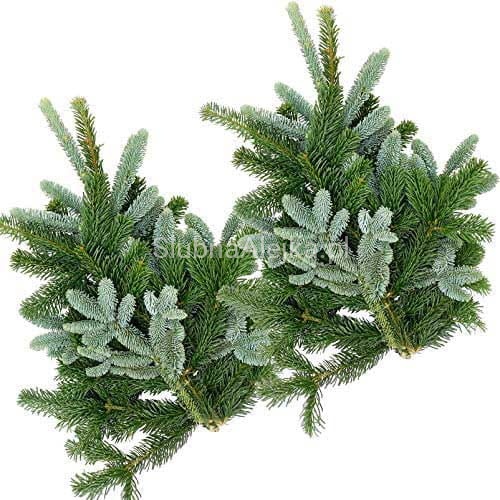 Gałęzie ze świeżej jodły Nobilis 80 cm 5 gk.jpg