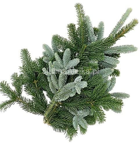 gałezie nobilis.jpg