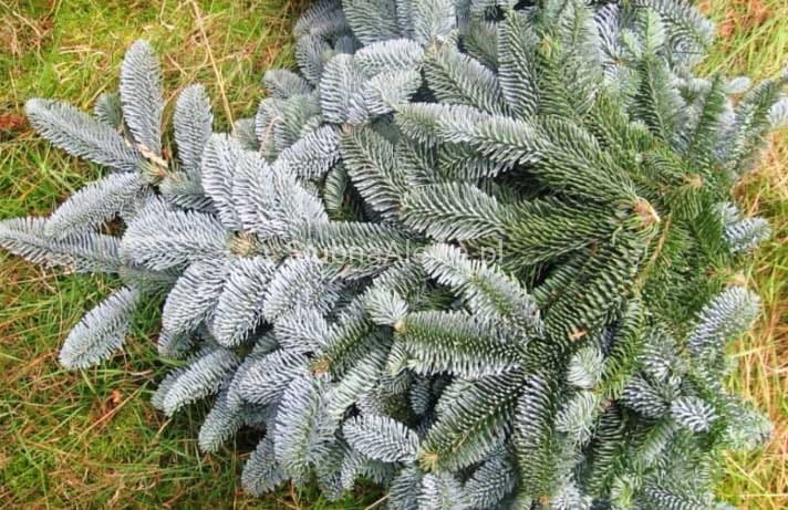 jodła nobilis gałęzie.jpg