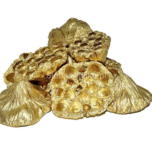 lotos suszony złoty 10 szt..jpg