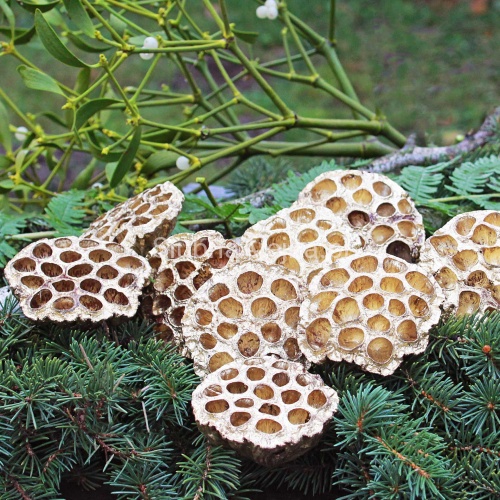 susz egzotyczny lotos złoty.jpg