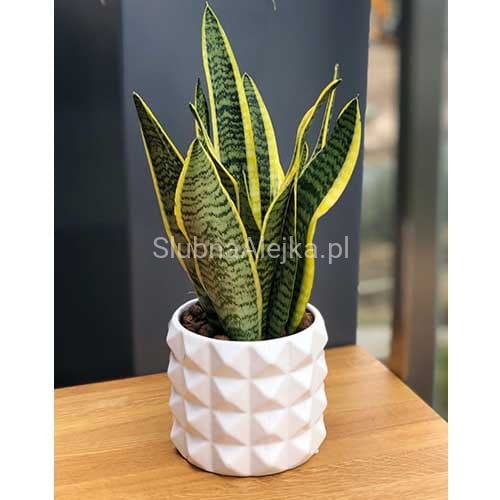 osłonka barcelona biała.jpg