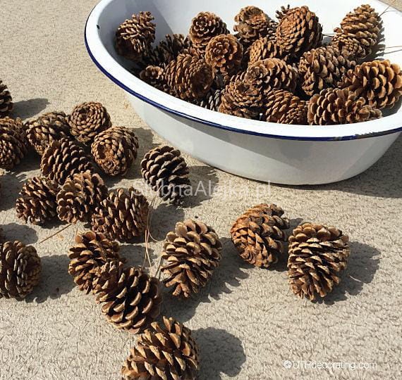 szyszki naturalne duże 25 szt.jpg
