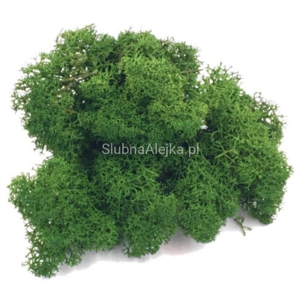 mech reniferowy ciemnozielony.jpg