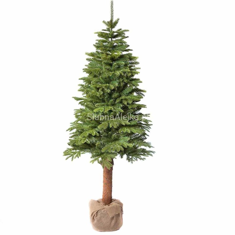 choinka na pniu jak żywa 1.jpg