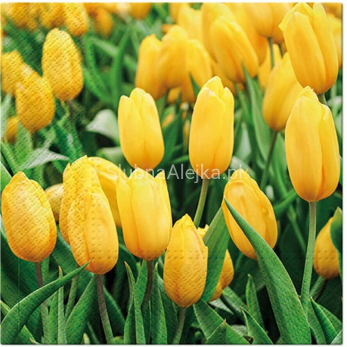 serwetki-zolte-tulipany-33-cm-20-szt.jpg