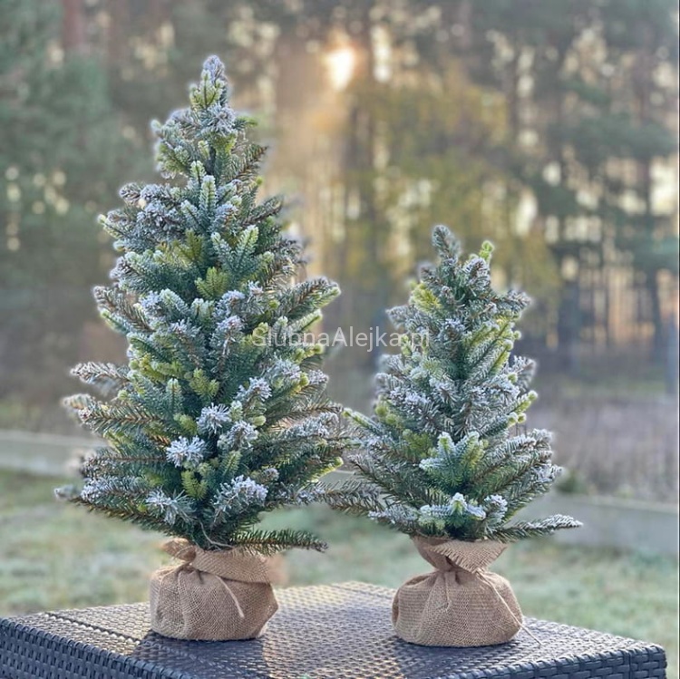 cyprys frost w jucie 2.jpg