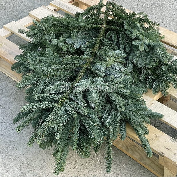 galezie jodly nobilis.1.jpg