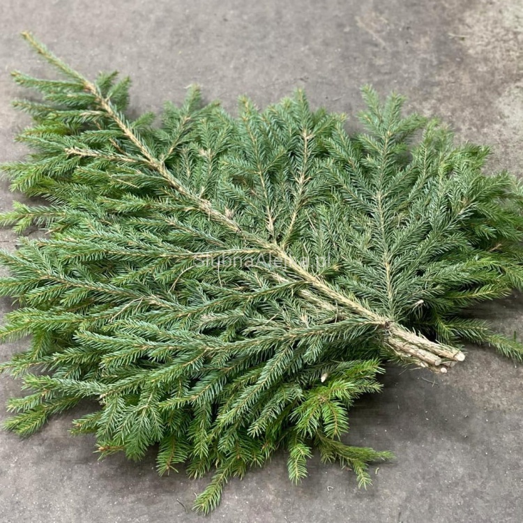 galęzie świerku 80 cm 5szt.1.jpg