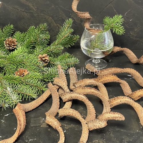 palm cobra 10 szt susz egzotyczny.jpg