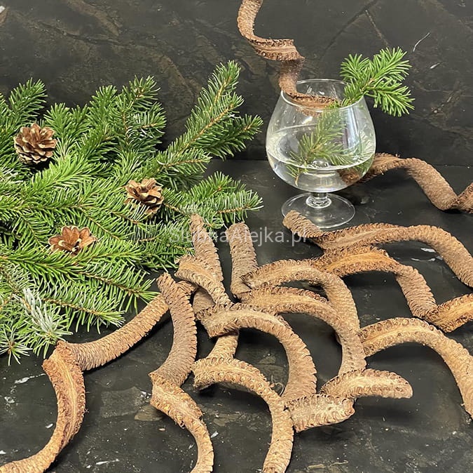 palm cobra 10 szt susz egzotyczny.jpg