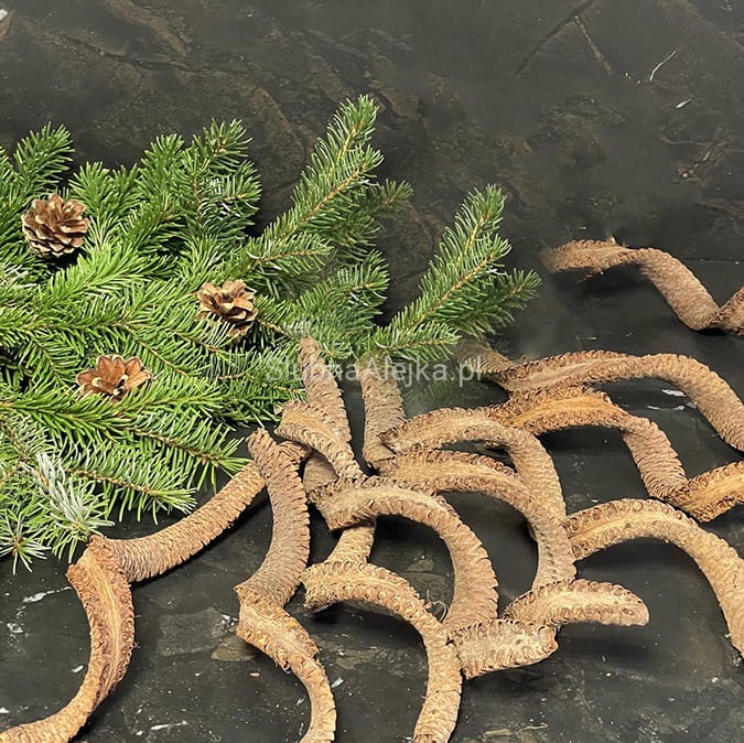 palm cobra 10 szt susz egzotyczny2.jpg