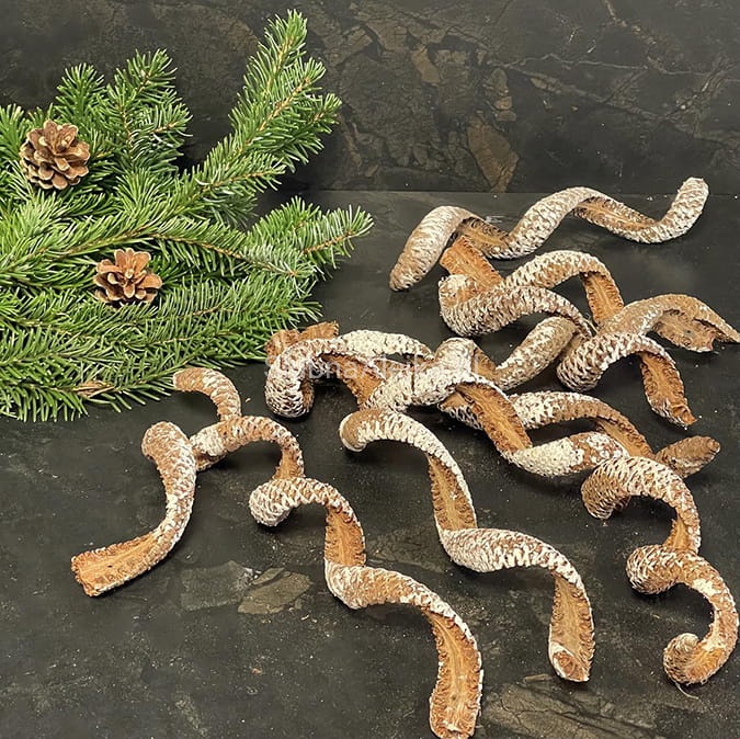 susz egzotyczny palm cobra 10 szt..jpg