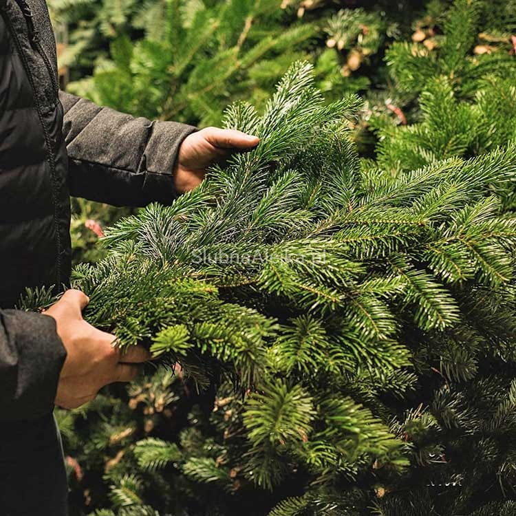 Galezie jodly kaukazkiej pacjnace lasem.jpg