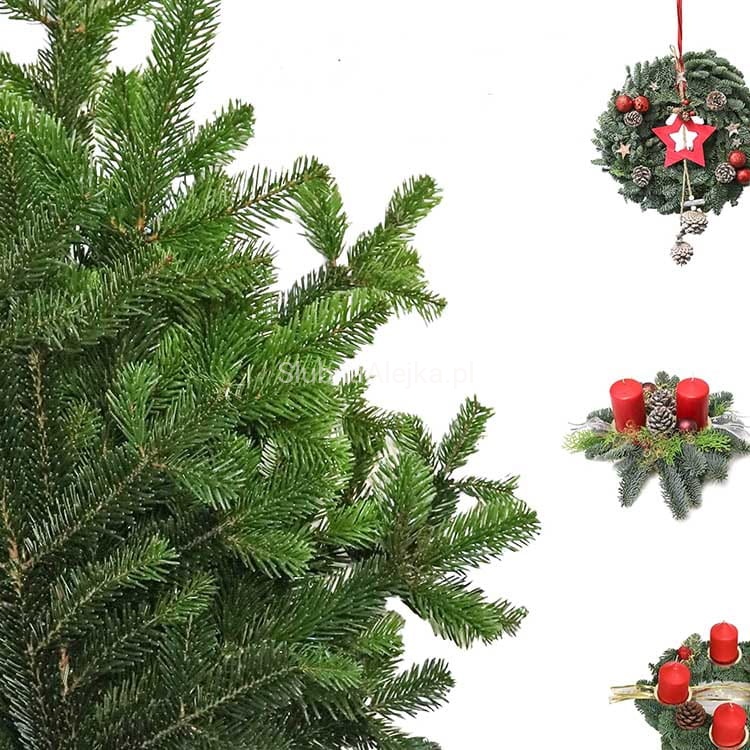 galezie jodly 5kg.jpg