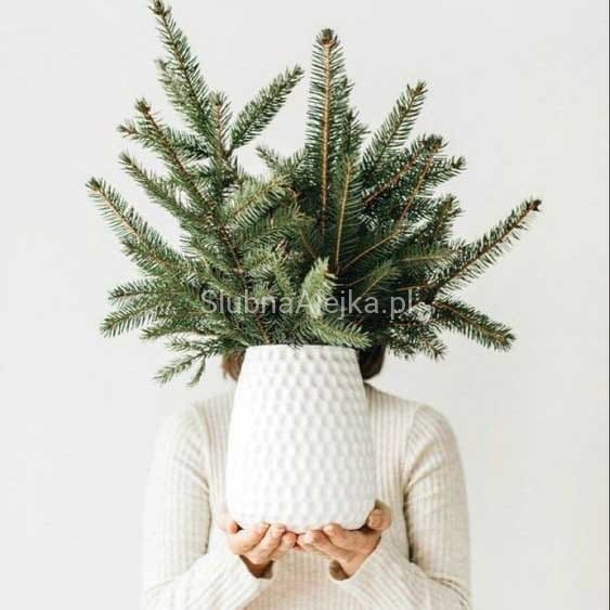 galezie swierku pachnace lasem.jpg