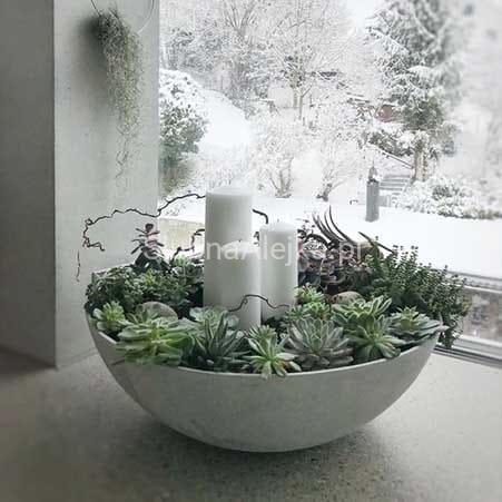 swieca pienkowa zwyczajna biała 2.jpg