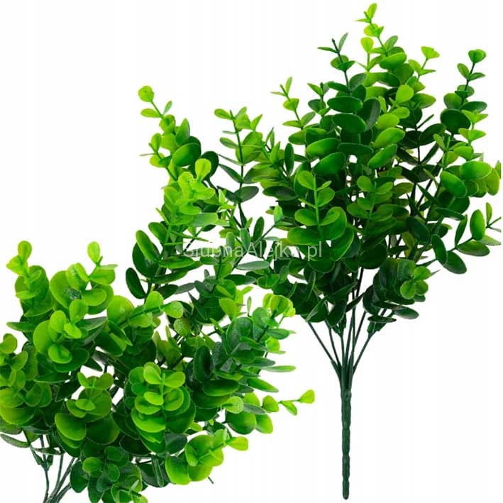 gryczpan galazka.jpg