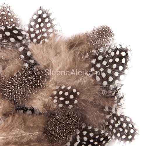 piorka przepiorcze 25.jpg