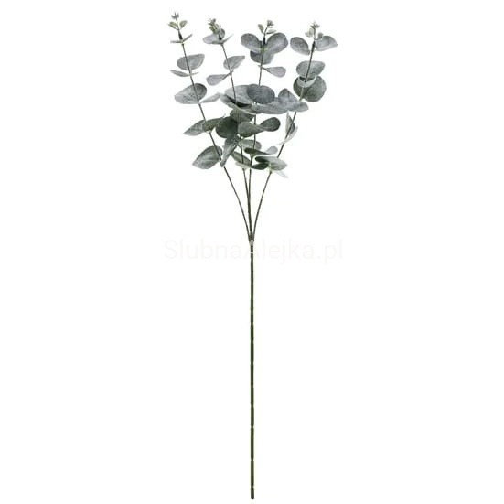 EUKALIPTUS GALAZKA 60CM.jpg