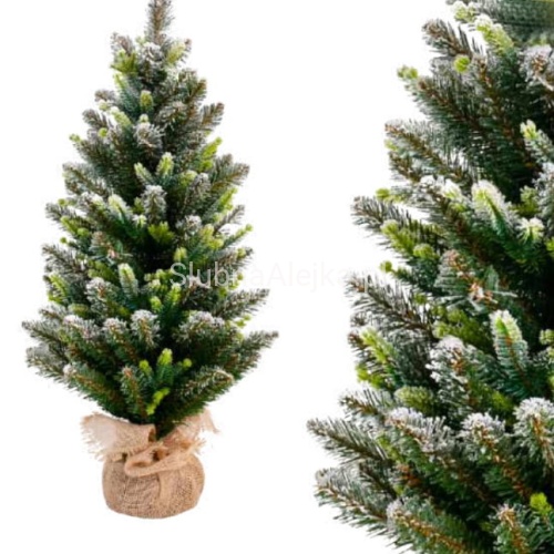 choinka cyprys frost .jpg