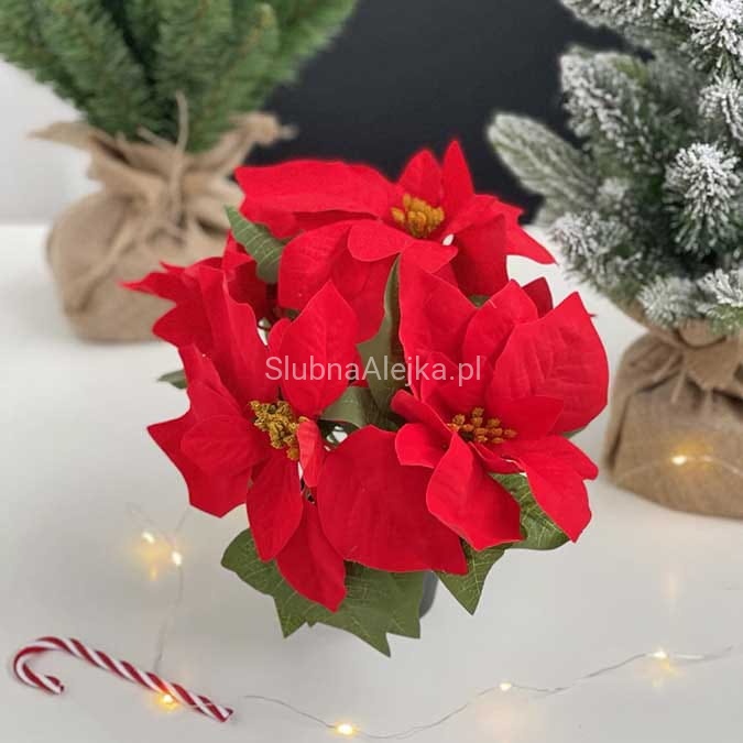 poinsecja czerwona 25cm.jpg
