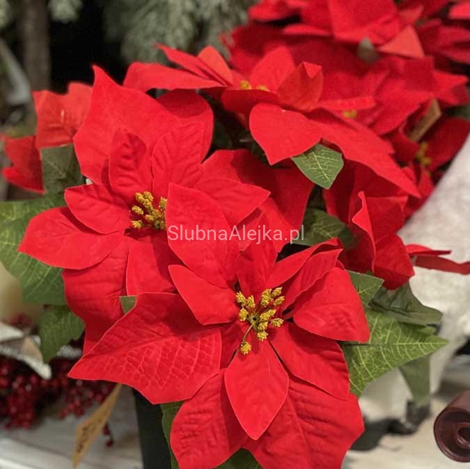 Poinsecja Czerwona w Doniczce 25 cm n.jpg