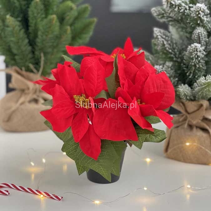 poinsecja czerwona 25cm w doniczce.jpg
