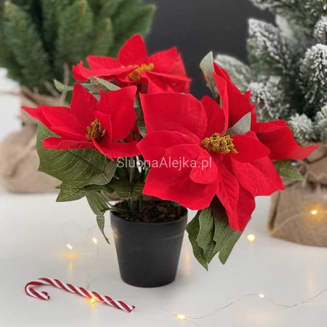 poinsecja W DONICZCE 25 CM.jpg