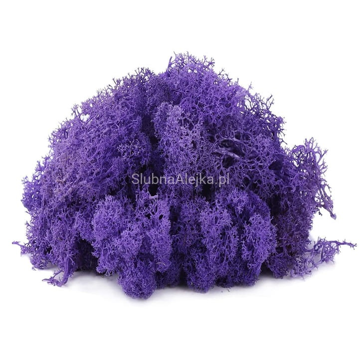 mech reniferowy chrobotek fioletowy.jpg