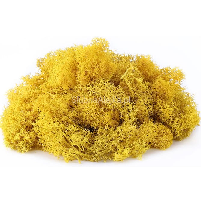 mech reniferowy zolty.jpg