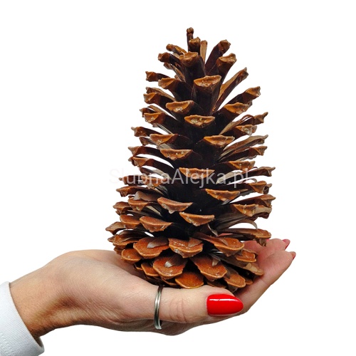 SZYSZKA PINUS MARITIMA 14-16 CM.jpg