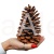 SZYSZKA PINUS MARITIMA 14-16 CM.jpg