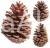 szyszki pinus martima.jpg
