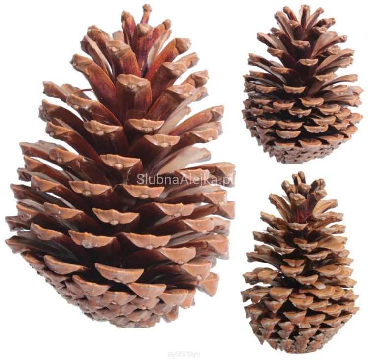 szyszki pinus martima.jpg