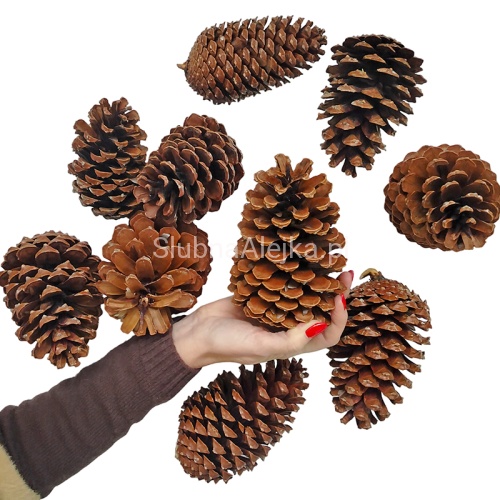 Szyszka pinus Maritima 14-16cm 10 szt..jpg