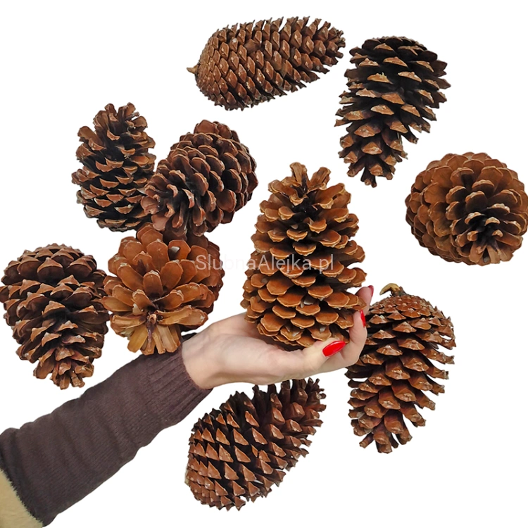 Szyszka pinus Maritima 14-16cm 10 szt..jpg