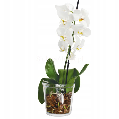 oslonka szklana storczykówka 14 cm fi13 cm.jpg