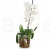 oslonka szklana storczykówka 14 cm fi13 cm.jpg
