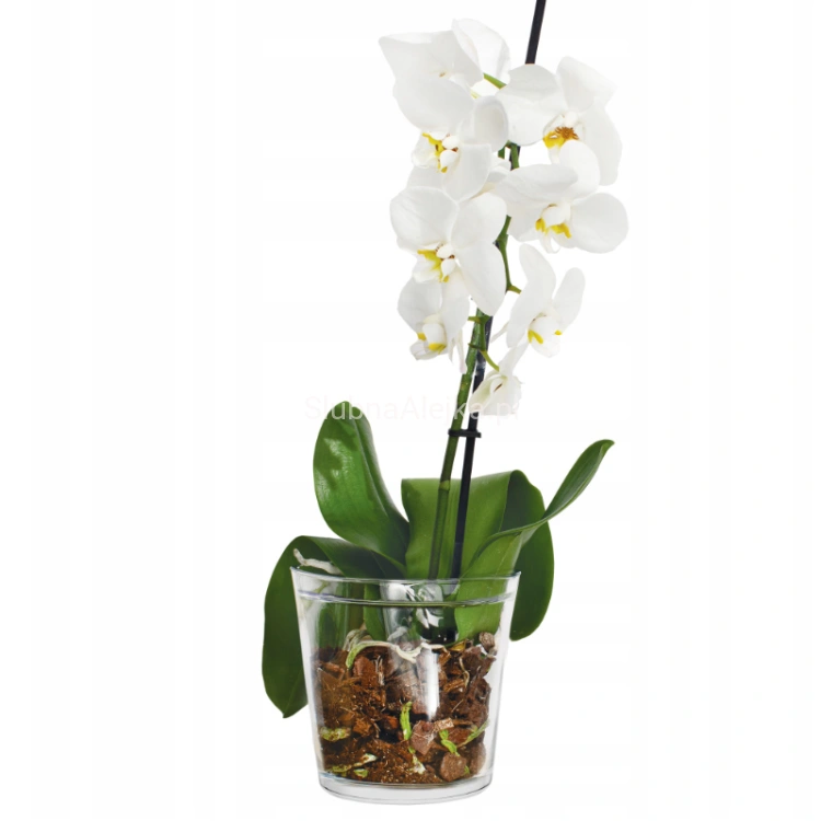 oslonka szklana storczykówka 14 cm fi13 cm.jpg